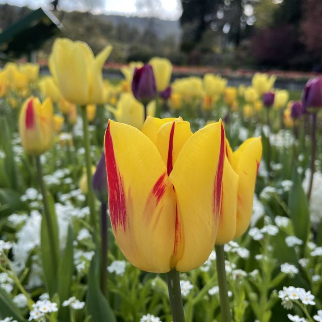 Butchart Gardens - Victoria 笨柒花園