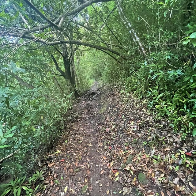 Pauoa Flats Trail