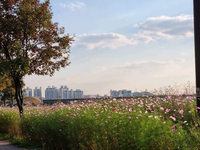 한강가는 자전거길 코스모스