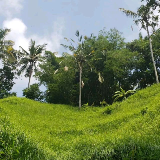 Rice fields walk 