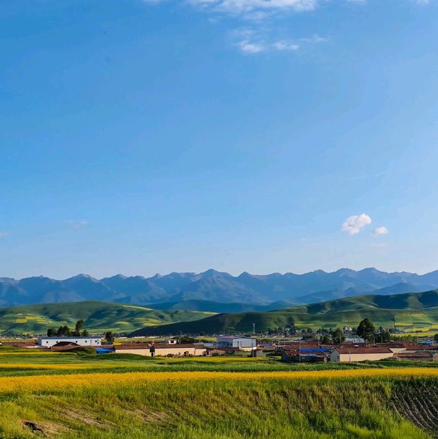 Baili Field in Menyuan (Qinghai)
