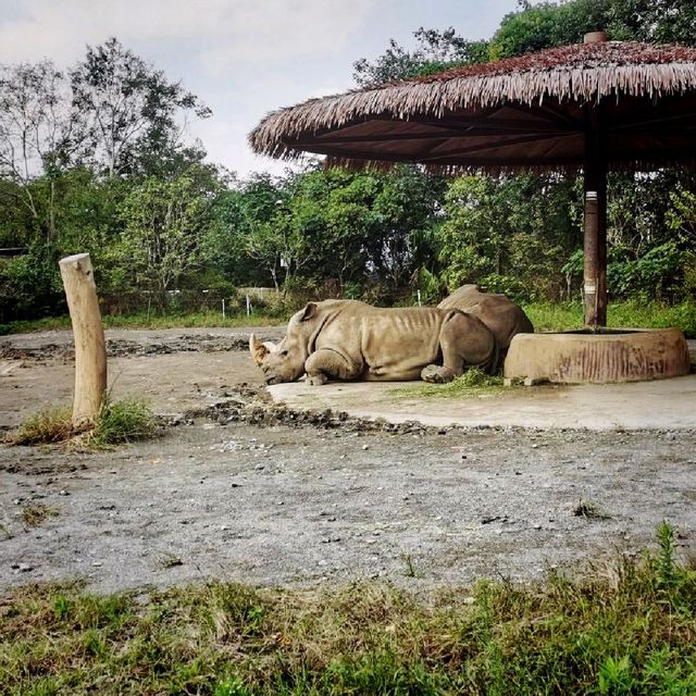 Youngor zoo a nice family day out