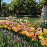 Tulip Paradise in Shanghai