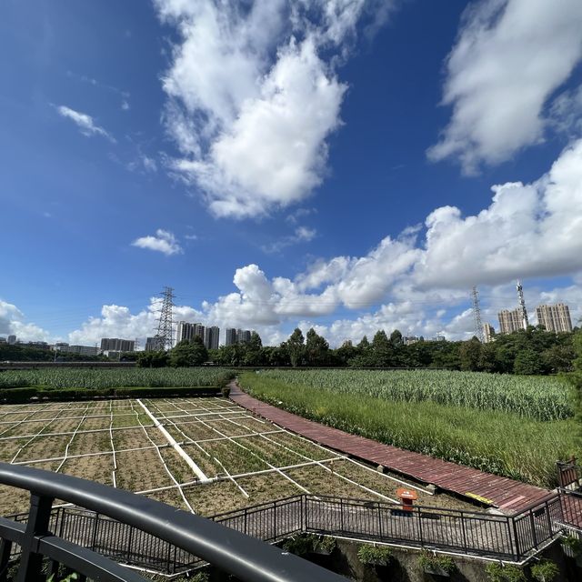 打卡深圳觀瀾濕地公園