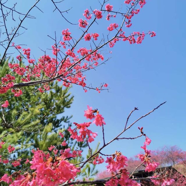 廣東也能看櫻花？
