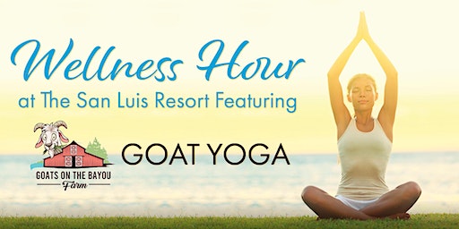 Goat Yoga at The San Luis Resort | The San Luis Resort, Spa & Conference Center