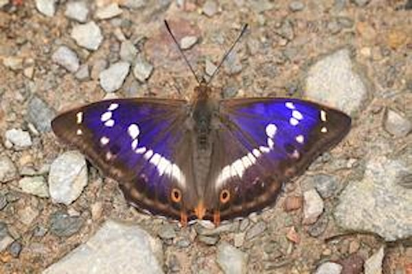 Wild Walk -  Purple Emperor Walk at Cloud Wood | Cloud Wood