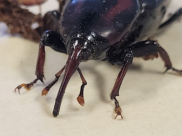 Florida First Detector-Pest Detection and Management | 4027 Co Rd 106