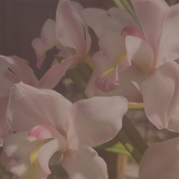 Facial Gua Sha & Natural Beauty | Luminae Wellness