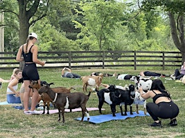 Tiny Goat Yoga (+Mini Donkeys, Giant Rabbits, Chickens, Pups, Goats & Wine) | 61829 Ray Center Rd