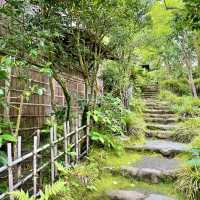 白雲洞茶苑　付属茶花園