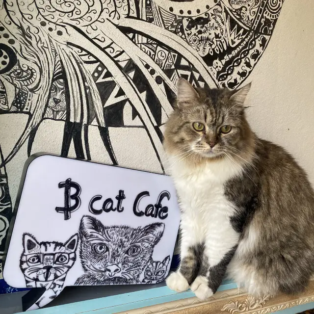 🐱B Cat Cafe 🐱