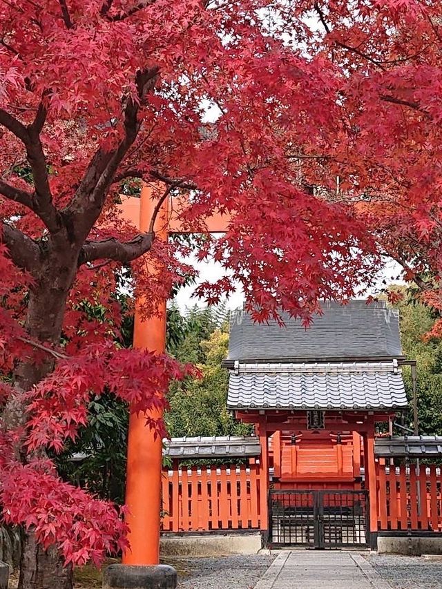 今年の京都の紅葉🍁