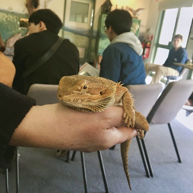 [호주 애들레이드] cleland wildlife park 