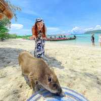 ไปหาน้องหมูบนเกาะกลางทะเลกัน 🐷😆🌊