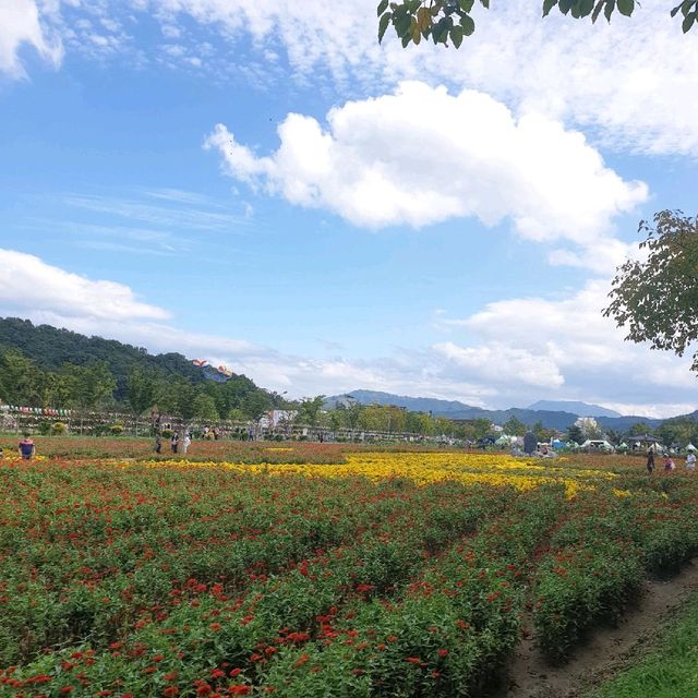 경남 함양 산삼축제에서 여러꽃과 연꽃구경