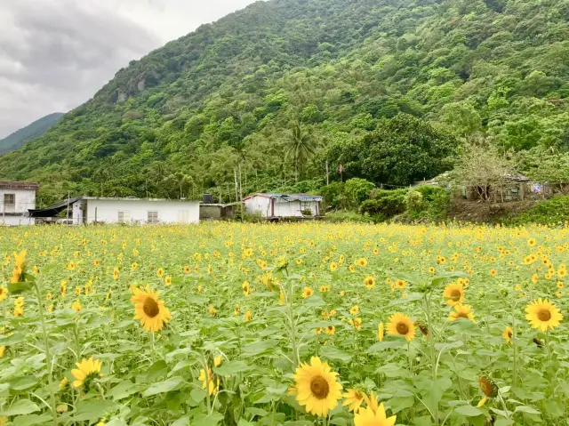 花蓮公路海岸向日葵美景，搭配藍藍的海岸線好漂亮～