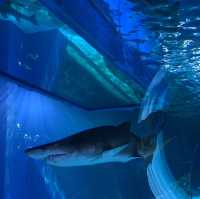 泰國｜曼谷水族館🐬暹羅海洋世界