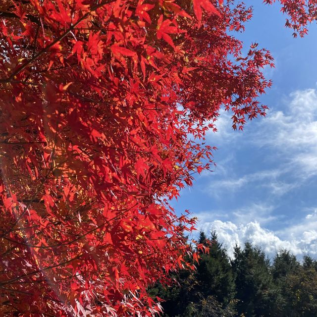 もみじ湖　長野の紅葉スポット