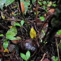 Rafflesia Hunting
