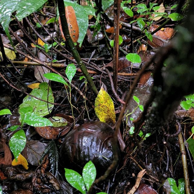Rafflesia Hunting