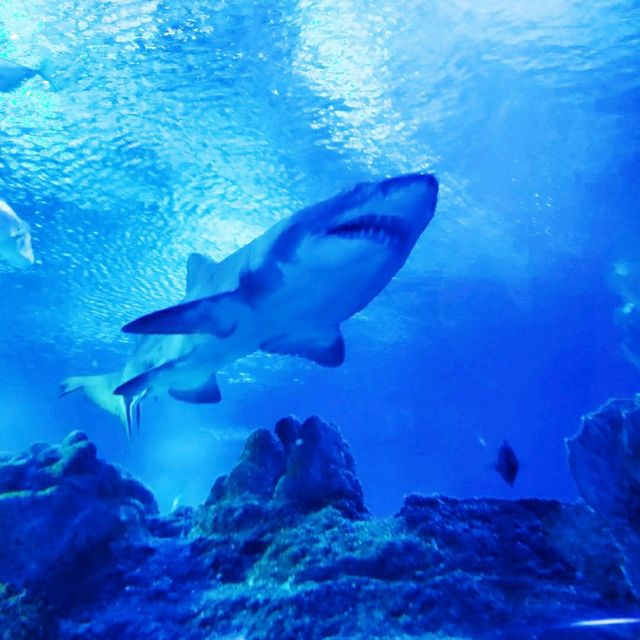 AQUARIA KLCC is such a cool place 🐠🐟🐢