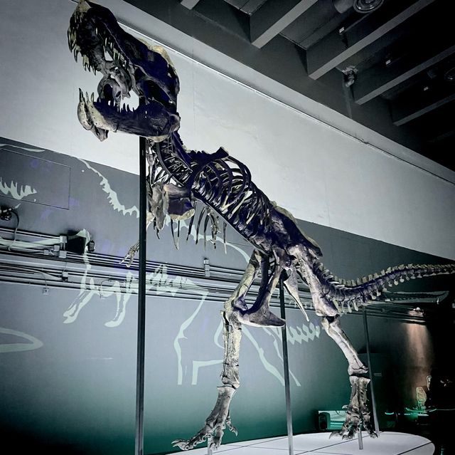 小心！ 🦖🦕嚟啦！