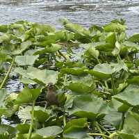 Everglades, Orlando