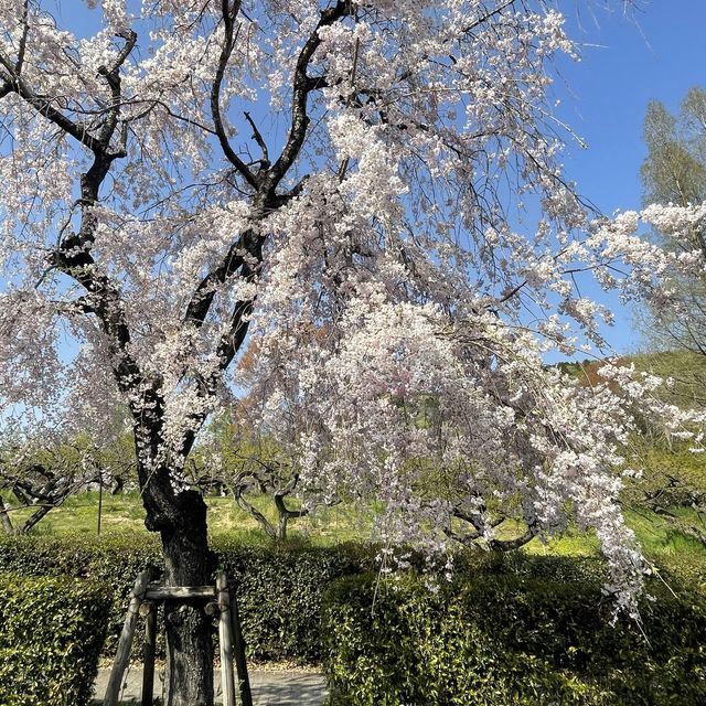 名古屋市守山区　フルーツパークのしだれ桜