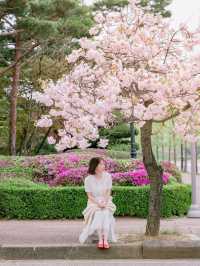 겹벚꽃 숨은 맛집 ERICA캠퍼스🌸