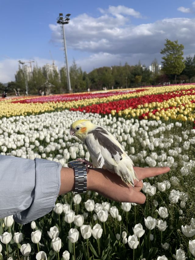 튤립이 정말 예쁜 청주 문암생태공원🌷