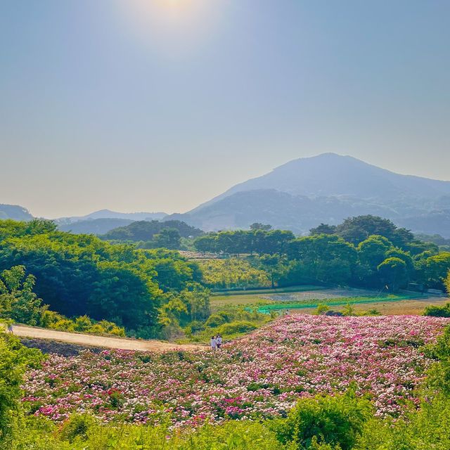 임실 옥정호수 뷰 인생샷명소 “작약꽃밭”🌸🌸 