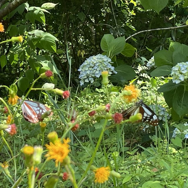 旅する蝶々🦋💫.•*¨*•.🦋💫 