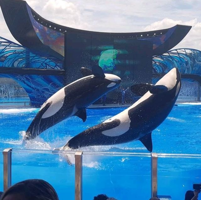The Seaworld killer Whale show 