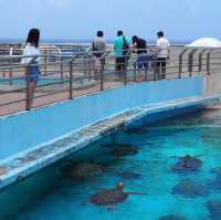 美麗海水族館🔱🔱沖繩最大最受歡迎👏🏻水族館😍海天一色