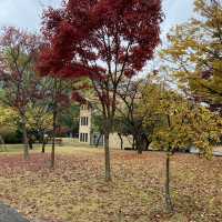 Autumn in Samsung Library