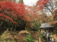 【滋賀】県内随一の紅葉スポット！鶏足寺をご紹介