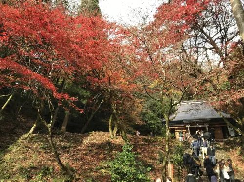 【滋賀】県内随一の紅葉スポット!鶏足寺をご紹介