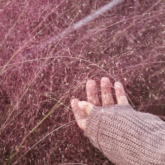 경남 양산 황산공원 / 부산근교 댑싸리 핑크뮬리 인생샷 명소♥