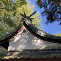 【福岡】御神木の公孫樹が見応えあります