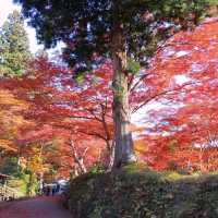岩手県！世界遺産【平泉】中尊寺圧巻の紅葉