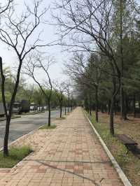 韓國 天空公園｜ 打卡景點