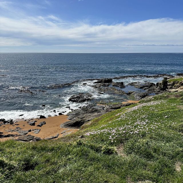 NZ 紐西蘭 南島 卡提奇燈塔 Katiki Point Lighthouse