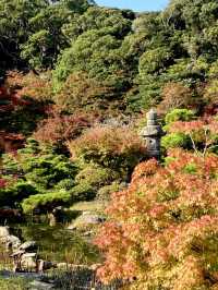 山口県🍁これからの時期が1番オススメ！紅葉スポット🍁【長府庭園】