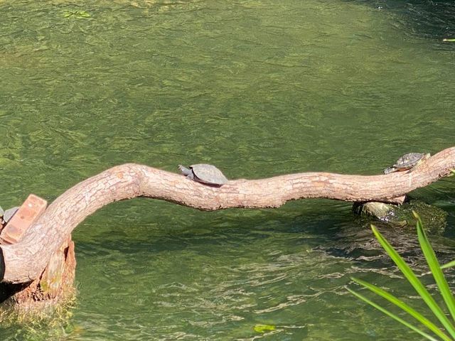 鳥湖@九龍公園