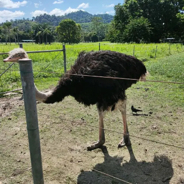 PD Ostrich Farm