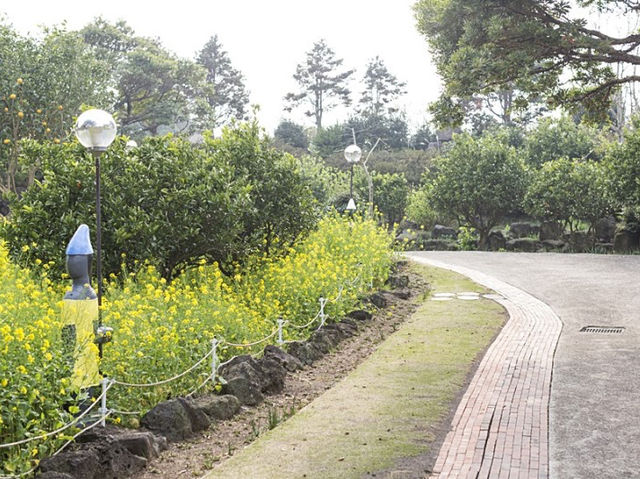 유채꽃 만개 제주 허브동산