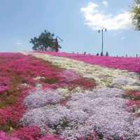 산청군 생초조각공원 꽃잔디축제🌼🌸🌺