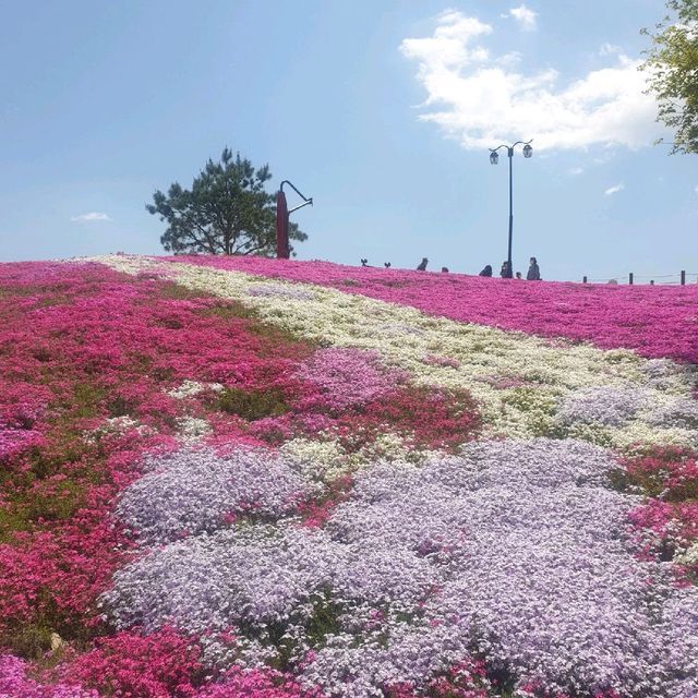 산청군 생초조각공원 꽃잔디축제🌼🌸🌺