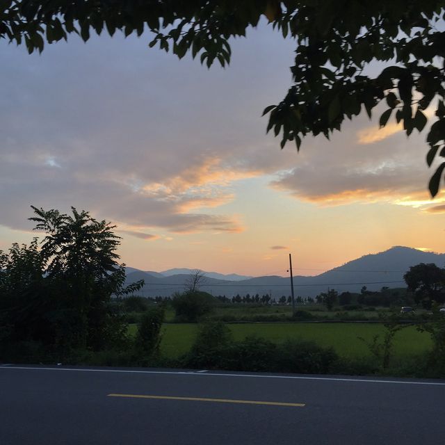 경주 자전거 여행 핑크뮬리 꽃밭